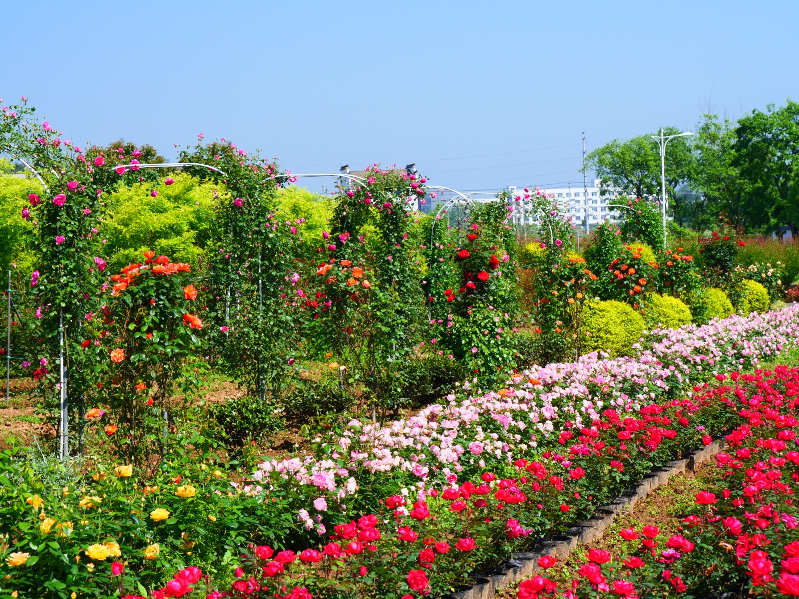 36056840.jpg IMG_9514.JPG